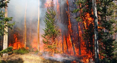 Македонија помина „евтино“ со шумските пожари