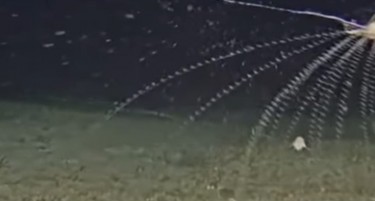 Снимено мистериозно морско суштество кое ретко се гледа