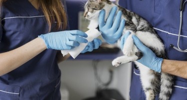 Белгијка ја зарази мачката: Нема докази дека вирусот може да се пренесе од домашни миленици на луѓето