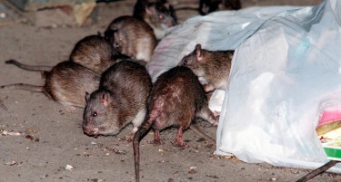 БРУТАЛНА ВОЈНА, СЕ ЈАДАТ МЕЃУ СЕБЕ: Гладни стаорци на улиците на американските градови