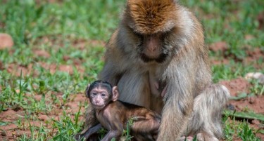 Вакцината против Ковид-19 на Оксфорд успешно тестирана на мајмуни
