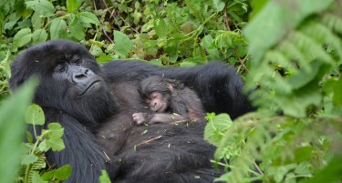 УЖАСНО ОТКРИТИЕ: Горилите и шимпанзата ќе бидат пред истребување по пандемијата