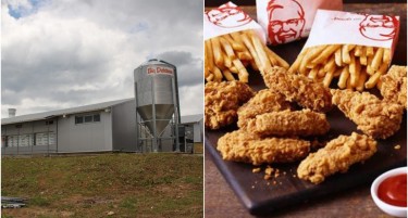 Пилешко месо од македонска фарма ќе завршува на менито на гигантот КФЦ