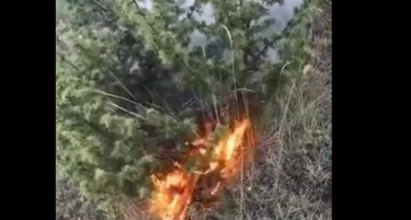 (ВИДЕО) Младо момче на „Тик Ток“ објави видео како пали во природа