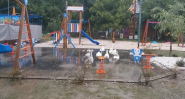 (ВИДЕО) РАДОСТ: Некои жители на ЗОО-Скопје уживаат под дождовните капки