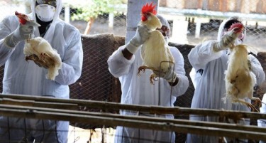 МАЛКУ ЛИ БЕШЕ КОРОНАТА - Птичји грип се шири кај птиците во Русија и Казахстан, АХВ ги предупредува нашите живинари да внимаваат