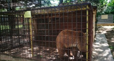 ФОТО И ВИДЕО: Мечето Теди се ослободи од кафезот, од денеска ќе живее во „Паркот на танцувачките мечки“, во резерватот Бјелица