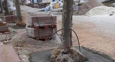 (ФОТО) „Зелените“ вклучија аларм: Некој ги бетонирал дрвата на Кеј 13 Ноември