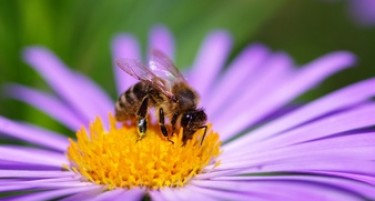 За пчеларите е апсурдно и демотивирачки да се плаќа пашарина за пчелите