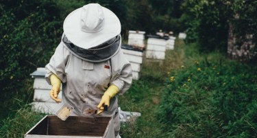 СЛАБA ГОДИНА: Топлотниот бран дополнително ќе ги намали приносите на мед