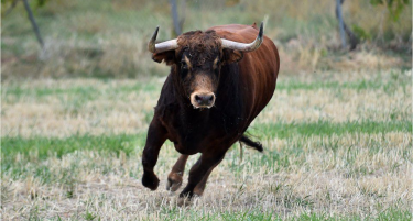 Маж загина откако го нападнал бик во Штип