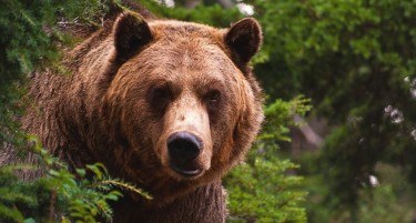 Повредена мечка има на делницата Дебар – Маврово и може да биде опасна