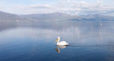 Германска глобтротерка импресионирана од македонскиот пеликан: Во Европа го има се поретко