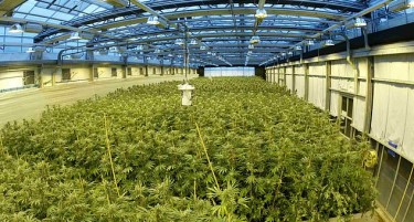 Полицијата заплени дрога во поранешна фабрика за канабис во Битола