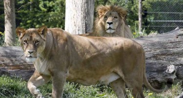 Лавови во Хрватска се заразиле со коронавирусот