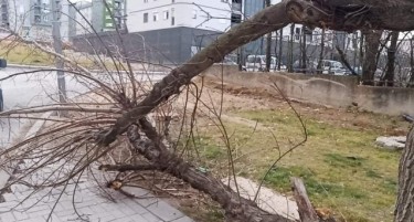 Ветрот урна дрвја во Велес