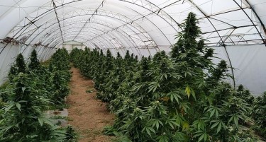 Пратеникот Драган Ковачки: Украден канабис од 2 милиони евра во Алдинци