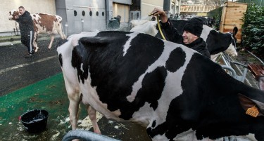 ЕВРОСТАТ го преброја добитокот во ЕУ, Шпанија и Франција со најголема популација