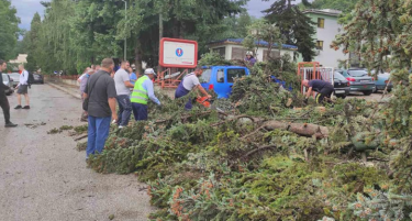 Невреме го зафати Охрид и откорна дрвја
