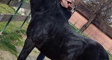 20 ГОДИНИ ГОДИНИ СЕ ВРШИ „ЕКОНОМСКО ИСКОРИСТУВАЊЕ“ НА ЖИВОТНИ, НЕ СУМ УБИЕЦ: Стаменов излезе пред македонската јавност