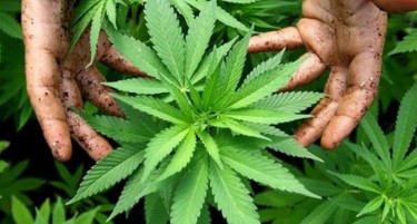 БУГАРИН УАПСЕН ЗА НЕЛЕГАЛНА ПРОДАЖБА НА МАРИХУАНА, поседувал фирма за канабис во Македонија, но е фатен во нелегални дејствија