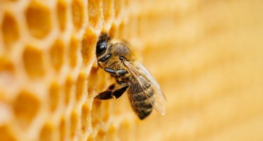Koлку пчелни семејства ви требаат за да живеете од пчеларство?
