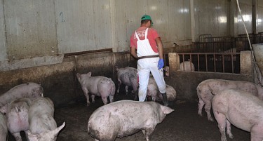 Бабовски: Отстранување на сите свињи во заштитената зона, успешно ќе се справиме со болеста