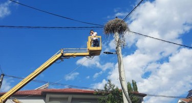 (ФОТО) Службите во Општина Кавадарци спасија штрк кој паднал од гнездото