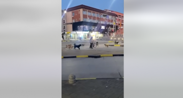 (ВИДЕО) НЕМА КОЈ ДА МУ ПОМОГНЕ, ГЛУТНИЦА РАЗУЛАВЕНИ КУЧИЊА НАПАДНАА СТРУМИЧАНЕЦ - ќе го решат ли еднаш проблемот локалните власти