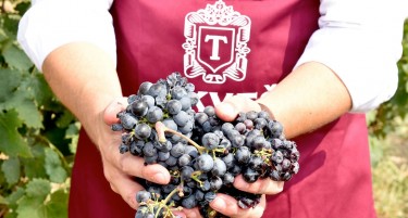 Гроздобер 2022: „Тиквеш“ и годинава договори откуп на најголеми количини грозје, по највисоки цени