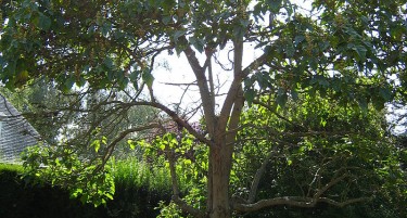 ДРВО НА ИДНИНАТА: Македонски домаќинства се греат на пауловнија, еве што советуваат