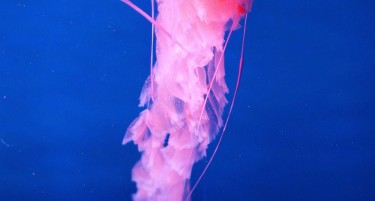 Медуза им помага на научниците во потрагата по клучот за бесмртноста