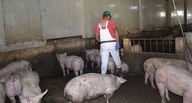 ЗА СРЕЌА, ФАТЕНИ ПРЕД ПРАЗНИЦИТЕ: АХВ и МВР спречија нелегална трговија со свињи