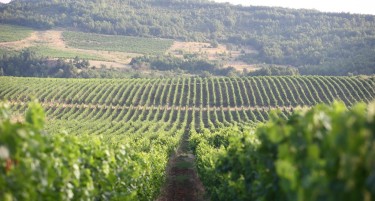 Само со дефинирани стандарди за квалитет до опстанок и напредок во лозарството - „Тиквеш“ почнува договорен откуп со лозарите за квалитетно грозје