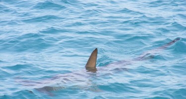 (ВИДЕО)  Ајкула уби 23 годишен Русин во Хургада