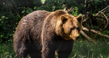 За  девет месеци трета усмртена мечка на автопатот Скопје - Тетово
