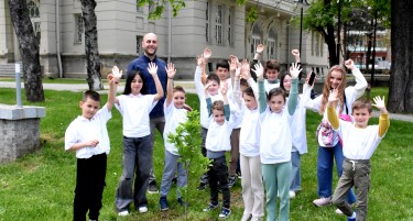 MINT: секое дрво магнолија – ветување