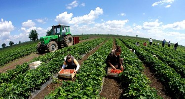 КИЛОГРАМ ОД ОВА РАСТЕНИЕ МОЖЕ ДА ЧИНИ НЕКОЛКУ ИЛЈАДИ ЕВРА: Коренот е многу баран низ целиот свет