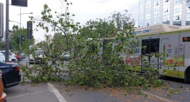 НЕВРЕМЕ ВО СРБИЈА: Дрво падна во Нови Сад