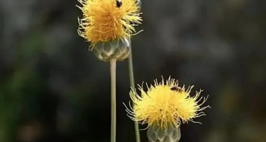 АКО ОДИТЕ ВО КУШАДАСИ: За кинење на овој загрозен вид цвеќе следи огромна казна