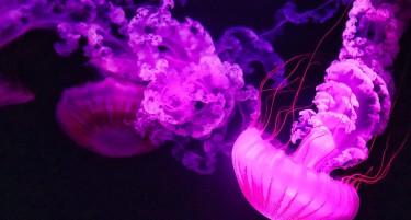 „УБОДОТ Е СИЛЕН, БОЛЕН И ОПАСЕН“: „Инвазија“ на виолетова медуза во делови од Грција