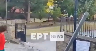 (ВИДЕО) Мечка се шета во школски двор во Грција - ова ги загрижи луѓето