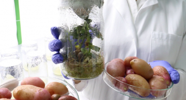 Во Бања Лука е направен компир од епрувета