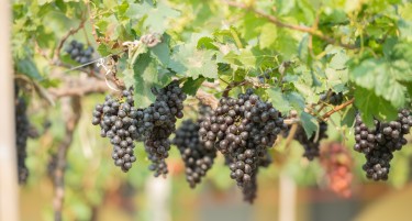 АКО САКАТЕ ДА БЕРЕТЕ ГРОЗЈЕ ВО ТИКВЕШИЈАТА: Ова се условите и висината на дневниците