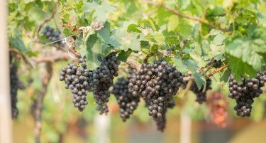 НАМЕСТО 2 ДЕНАРИ, ДА СЕ ИСПЛАЌААТ 3 ДЕНАРИ ЗА ПРЕДАДЕНО ГРОЗЈЕ – еве го предлогот за измени на Законот за вино