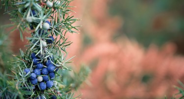 ВО ТЕК Е ОТКУПОТ НА БОБИНКИ ОД МОДРА СМРЕКА: Колку можете да соберете и колку ќе заработите?