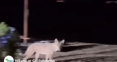 (ВИДЕО) Чакал се појави на плажа во Ситонија, си прошета помеѓу лежалките