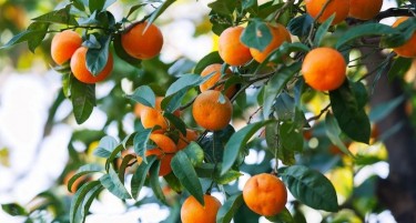 Кој ќе бере мандарини во долината Неретва? Плодовите се жолти, нема берачи, а дневницата оди и до 60 евра