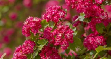 САДНИЦА ЧИНИ 200 ДИНАРИ, А ДОБИВКАТА Е ДО 1,5 МИЛИОНИ: Еве што масовно садат земјоделците во Србија