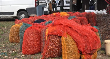 Започнува собирањето желади во Хрватска: Може да се заработи добрa дневница